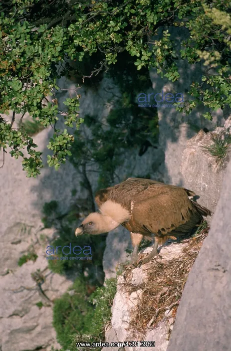 : Griffon / European VULTURE - at nest : Griffon / European VULTURE - at nest