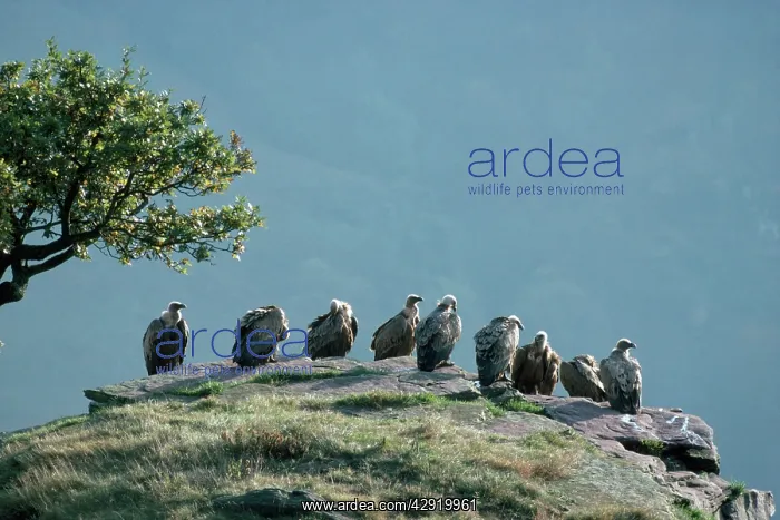 : Griffon / European VULTURE - resting place : Griffon / European VULTURE - resting place