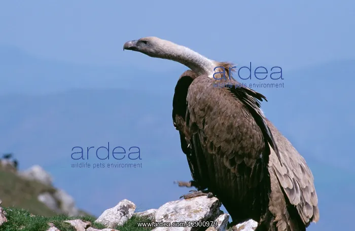 : Griffon / European VULTURE - on rock : Griffon / European VULTURE - on rock