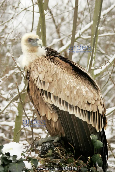 : Griffon / European Vulture - in snow : Griffon / European Vulture - in snow