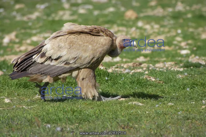 : Griffon / European Vulture - walking towards carcass : Griffon / European Vulture - walking towards carcass