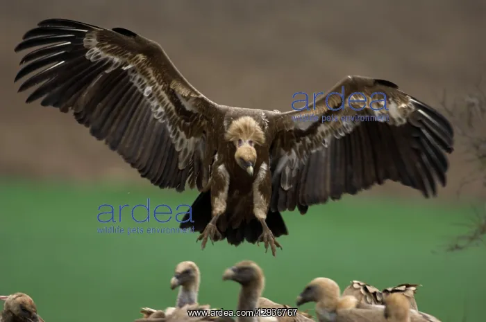 : Griffon / European Vultures : Griffon / European Vultures