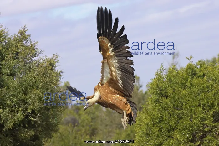 : Griffon / European Vultures - coming in to land at carcass : Griffon / European Vultures - coming in to land at carcass