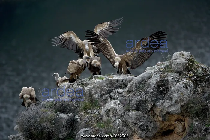 : Griffon / European Vultures - landing on rockmass : Griffon / European Vultures - landing on rockmass