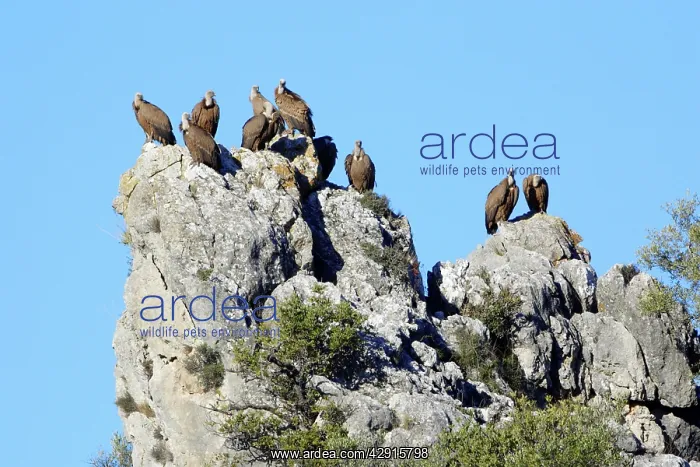 : Griffon / European Vultures - perched on crag : Griffon / European Vultures - perched on crag