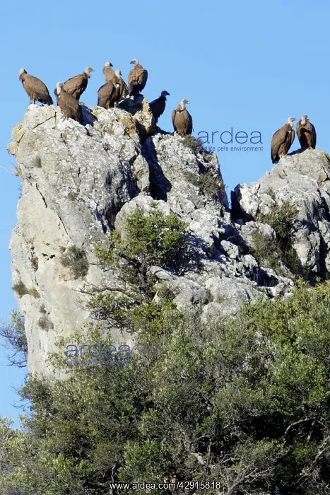 : Griffon / European Vultures - perched on crag : Griffon / European Vultures - perched on crag
