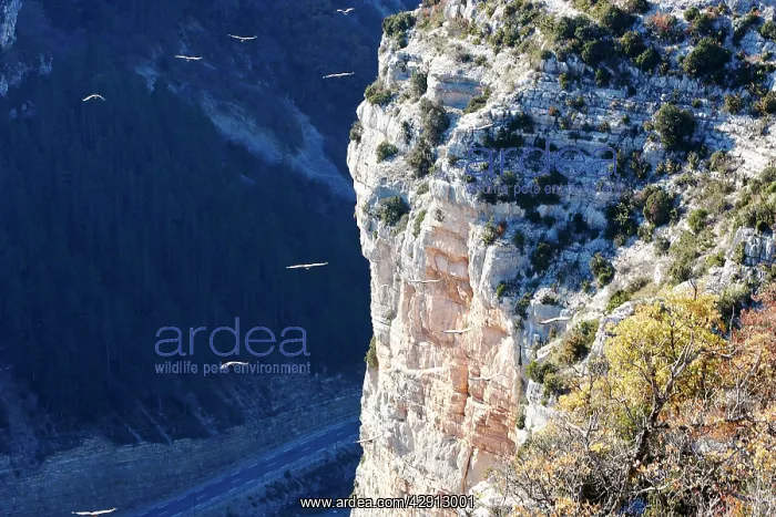 : Griffon / European Vultures - soaring off end of cliff : Griffon / European Vultures - soaring off end of cliff