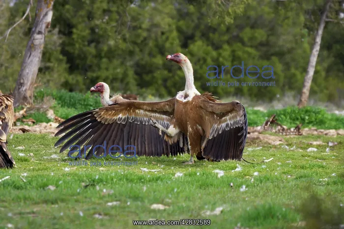: Griffon / European Vultures - wings open and goose : Griffon / European Vultures - wings open and goose