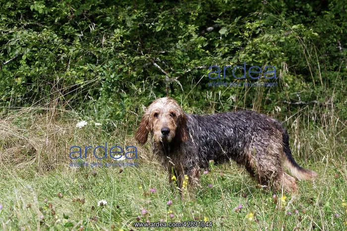 : Griffon Nivernais - hunting wildboar : Griffon Nivernais - hunting wildboar