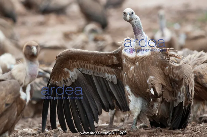 : Griffon Vulture : Griffon Vulture