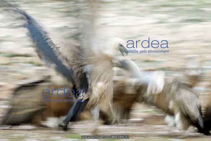 : Griffon Vulture : Griffon Vulture
