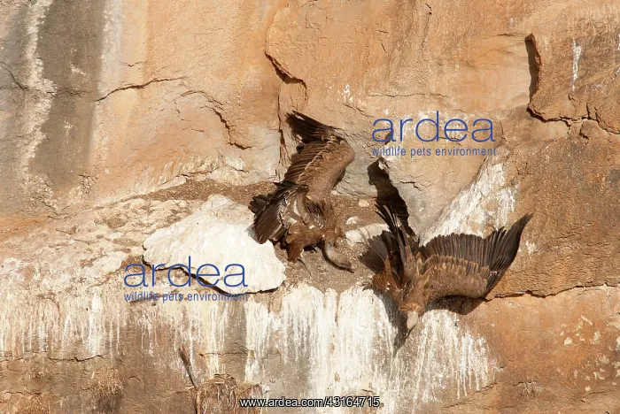 : Griffon Vulture : Griffon Vulture