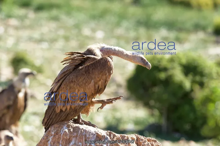 : Griffon Vulture : Griffon Vulture