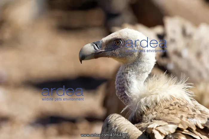 : Griffon Vulture : Griffon Vulture