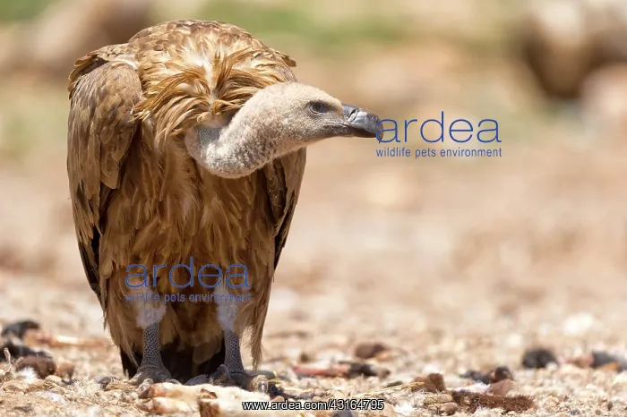 : Griffon Vulture : Griffon Vulture