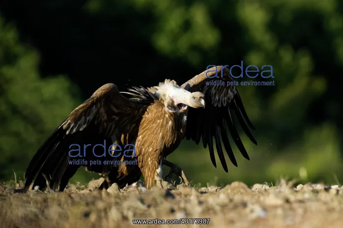: Griffon Vulture : Griffon Vulture