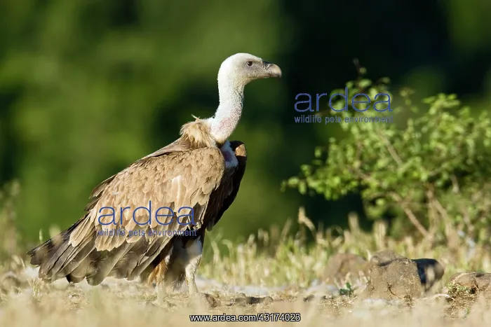 : Griffon Vulture : Griffon Vulture