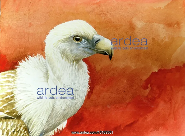 : Griffon Vulture : Griffon Vulture