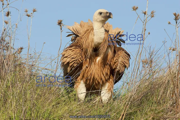 : Griffon Vulture : Griffon Vulture