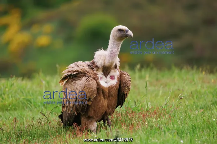 : Griffon vulture : Griffon vulture
