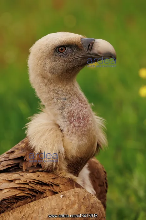 : Griffon vulture : Griffon vulture