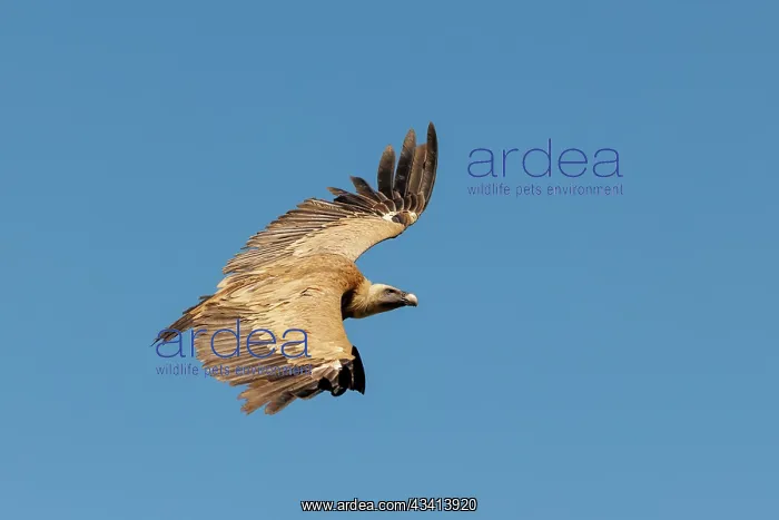 : Griffon vulture : Griffon vulture