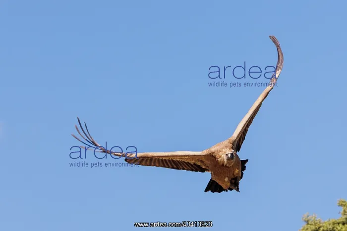 : Griffon vulture : Griffon vulture