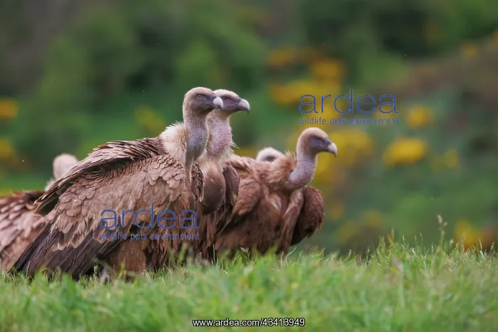 : Griffon vulture : Griffon vulture