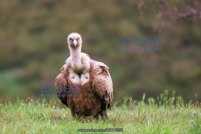 : Griffon vulture : Griffon vulture