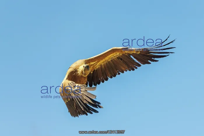 : Griffon vulture : Griffon vulture