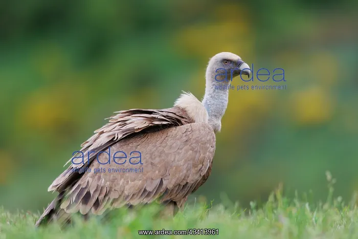: Griffon vulture : Griffon vulture