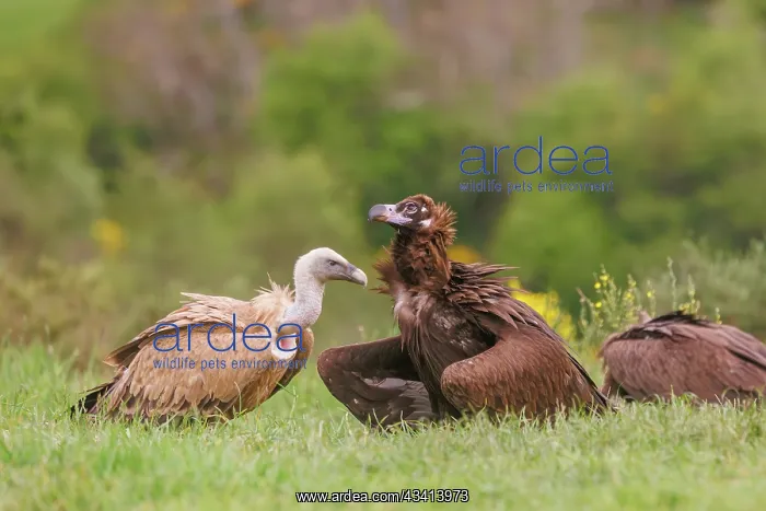 : Griffon vulture and Black vulture : Griffon vulture and Black vulture