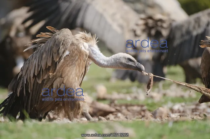 : Griffon Vulture eating on a sheep carcass Spain : Griffon Vulture eating on a sheep carcass Spain