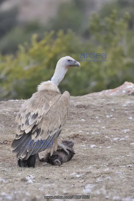 : Griffon Vulture eating a sheep's carcass Spain : Griffon Vulture eating a sheep's carcass Spain