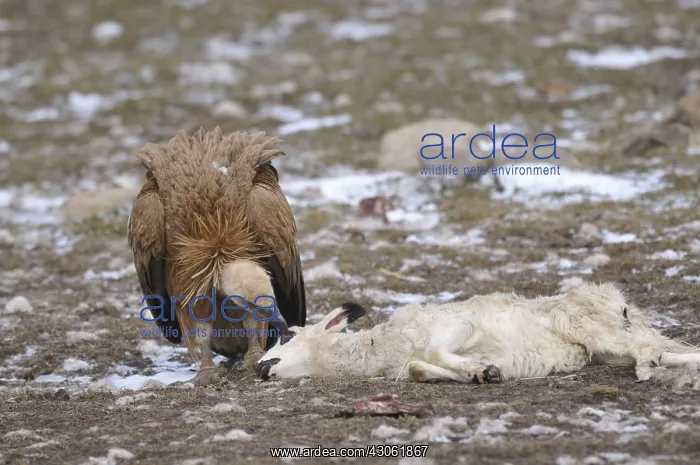 : Griffon Vulture eating a sheep's carcass Spain : Griffon Vulture eating a sheep's carcass Spain
