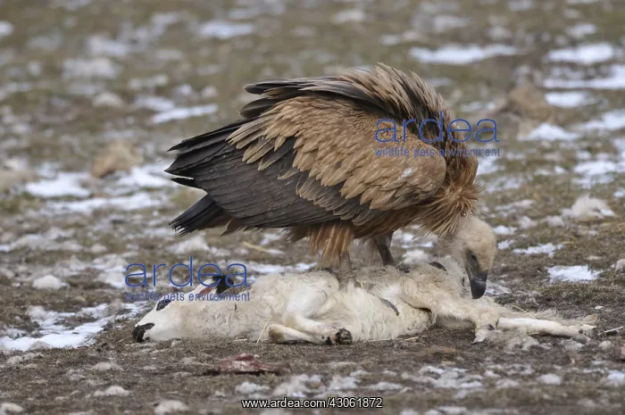 : Griffon Vulture eating a sheep's carcass Spain : Griffon Vulture eating a sheep's carcass Spain