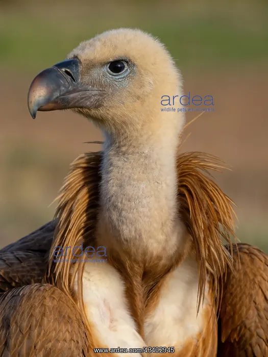 : Griffon Vulture, Eurasian Griffon Vulture, Griffon : Griffon Vulture, Eurasian Griffon Vulture, Griffon