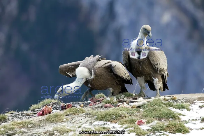 : Griffon Vulture - feeding on offal on cliff ledge : Griffon Vulture - feeding on offal on cliff ledge
