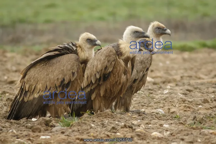 : Griffon Vulture - on field - Castilla Leon, Spain : Griffon Vulture - on field - Castilla Leon, Spain