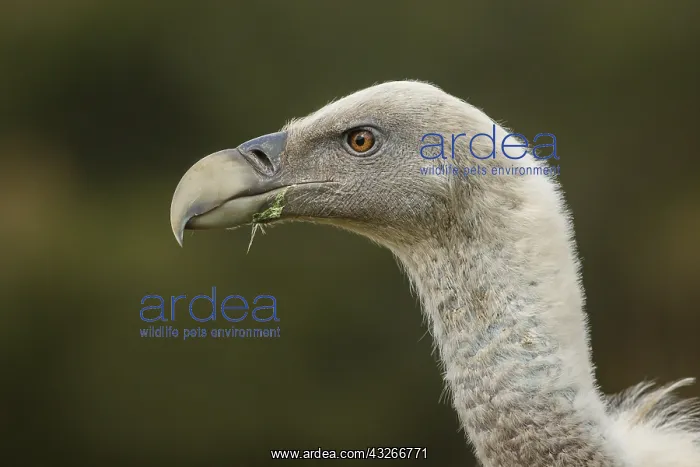 : Griffon Vulture - on field - Castilla Leon, Spain : Griffon Vulture - on field - Castilla Leon, Spain