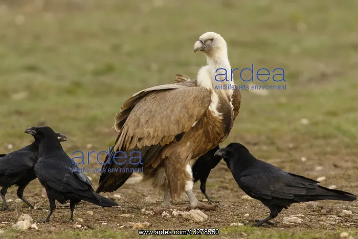 : Griffon Vulture - on field - Castilla Leon, Spain : Griffon Vulture - on field - Castilla Leon, Spain