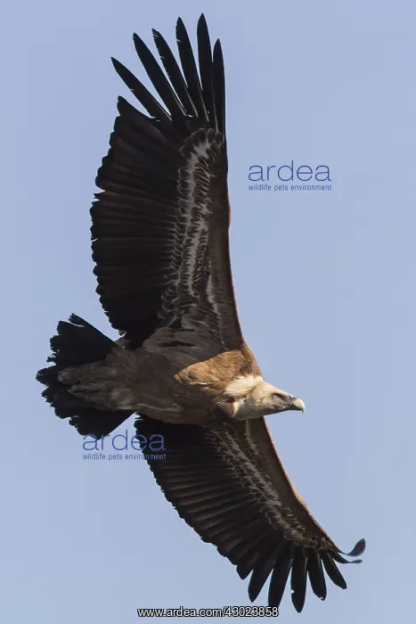 : Griffon Vulture in flight Extremadura Spain : Griffon Vulture in flight Extremadura Spain