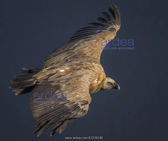 : Griffon Vulture in flight Extremadura Spain : Griffon Vulture in flight Extremadura Spain