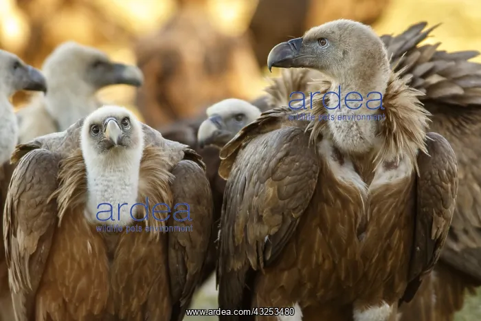 : Griffon Vulture - group on field - Castilla Leon, Spain : Griffon Vulture - group on field - Castilla Leon, Spain