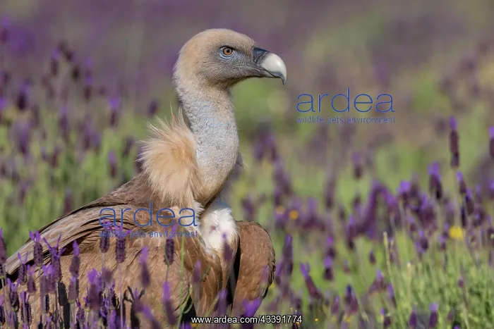 : Griffon vulture (Gypps fulvus) with french lavender : Griffon vulture (Gypps fulvus) with french lavender
