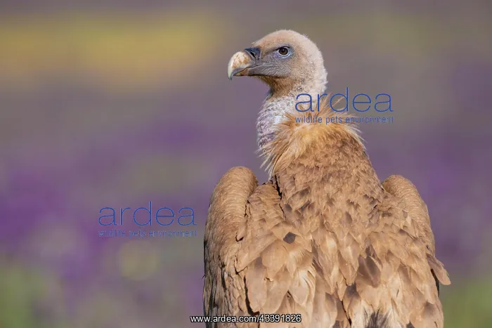 : Griffon vulture (Gypps fulvus) with french lavender : Griffon vulture (Gypps fulvus) with french lavender
