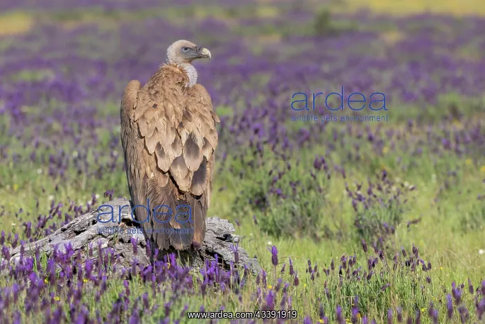 : Griffon vulture (Gypps fulvus) with french lavender : Griffon vulture (Gypps fulvus) with french lavender