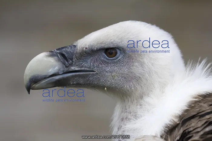 : Griffon Vulture (Gyps fulvus), Castile, Spain : Griffon Vulture (Gyps fulvus), Castile, Spain