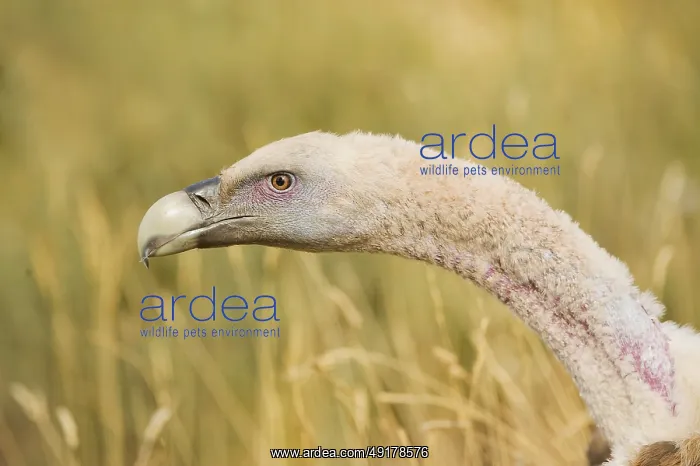 : Griffon Vulture (Gyps fulvus), Catalonia, Spain : Griffon Vulture (Gyps fulvus), Catalonia, Spain