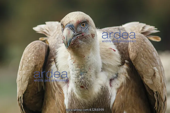 : Griffon Vulture (Gyps fulvus) - after feeding - : Griffon Vulture (Gyps fulvus) - after feeding -
